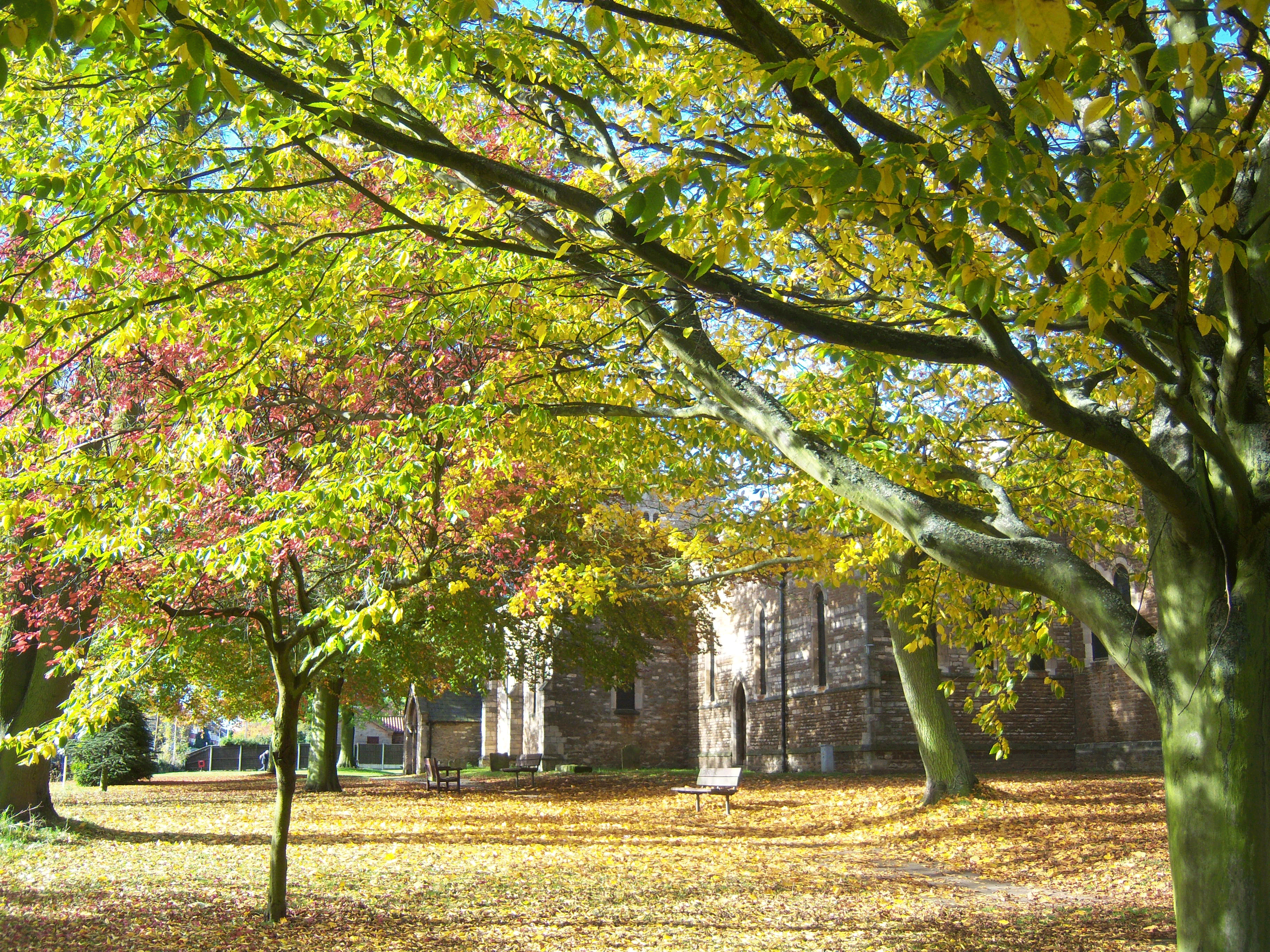 lime-trees-2-web