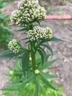 Need some Z's? Meet Valerian-(valeriana Officinalis)