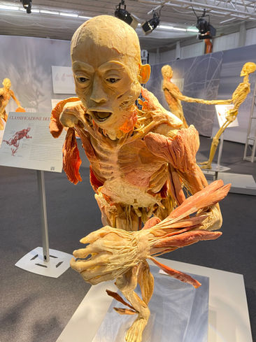 Real Bodies - alla scoperta del corpo umano