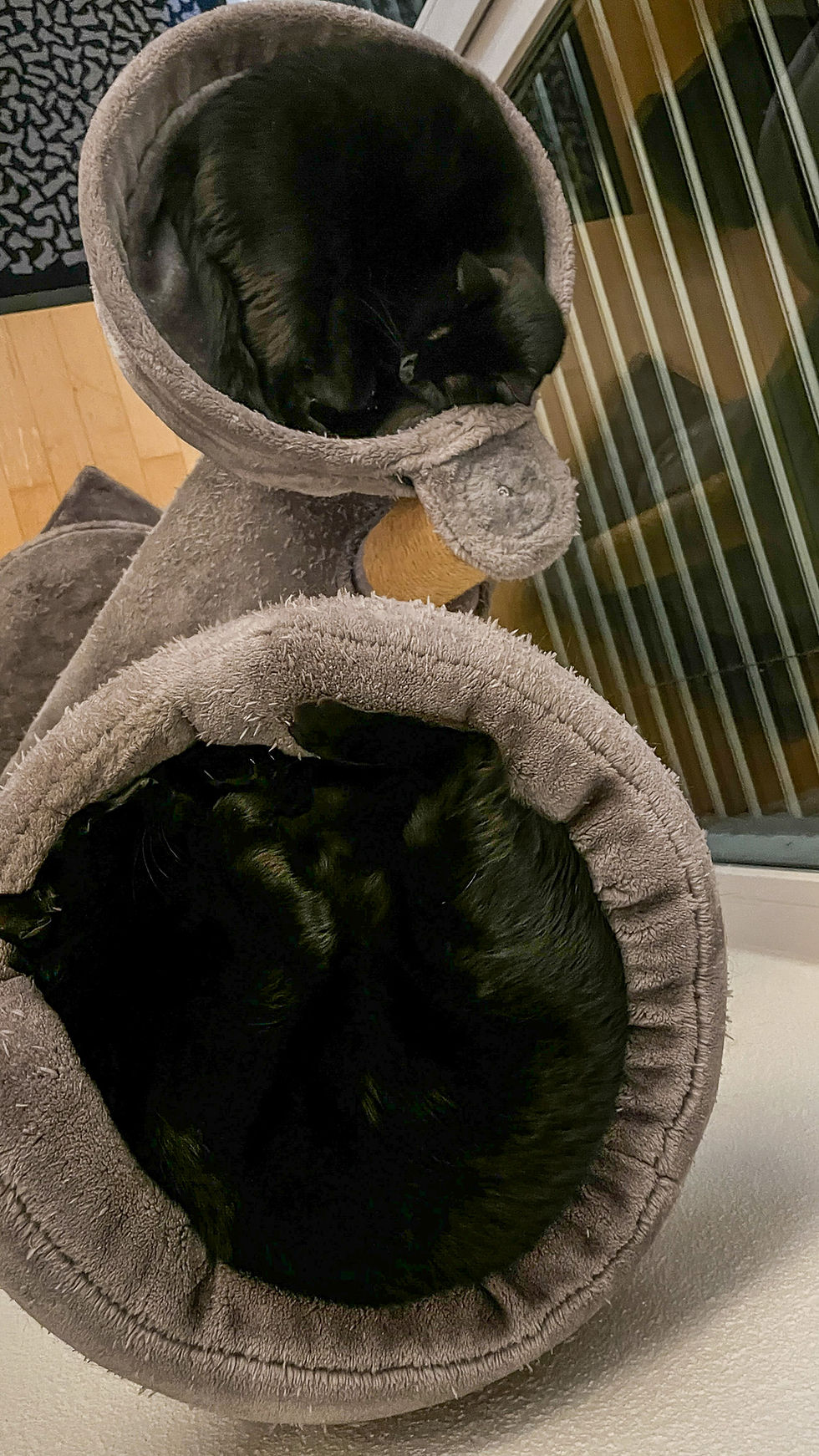 2 schwarze schlafende Katzen auf ihrem Kratzbaum