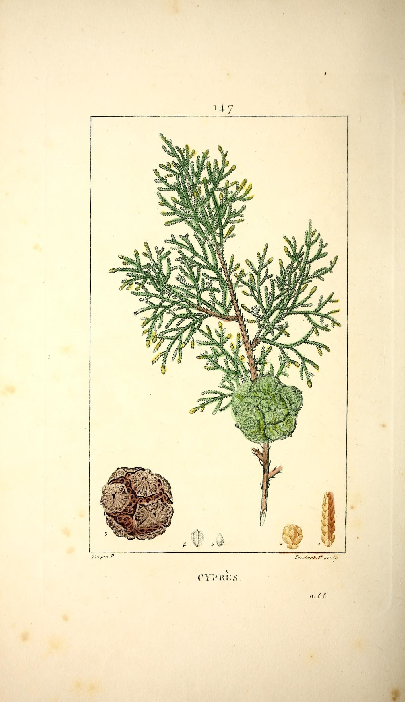 Aceite esencial de Ciprés lusitánica