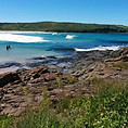 sea celery coast.jpg