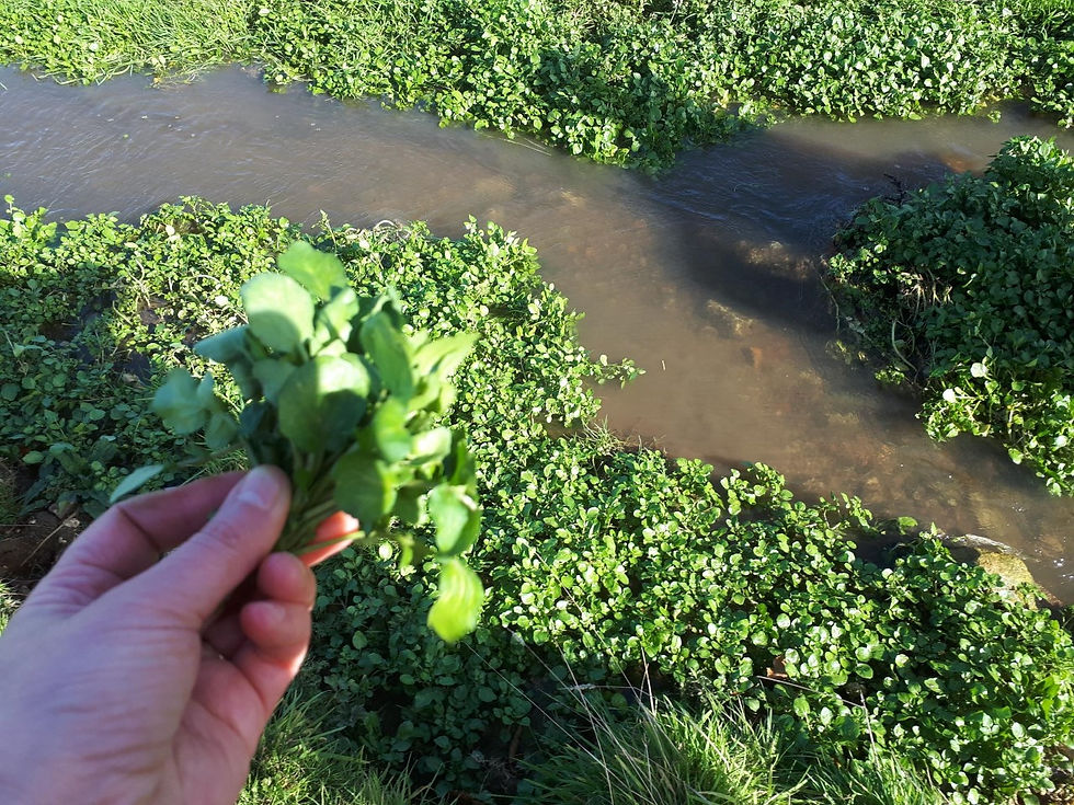 Edible watercress found in creek. Excellent for salads