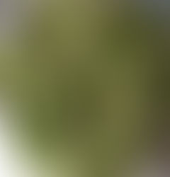 Introducing Purslane