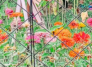 Community%20Garden%202019-a_edited.jpg