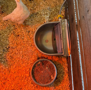 Thrilled with our new chicken waterers!