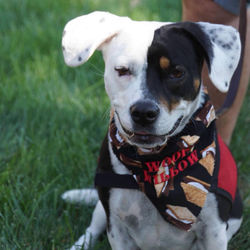 Copy of Morton Pumpkin Festival Parade 9-16-18 9