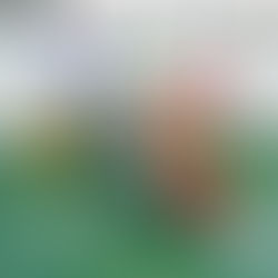 Playground fiberglass modern