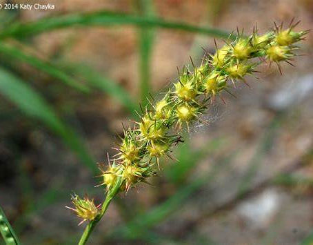 Herbicides Control Sandbur Infestation