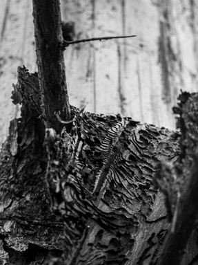 Traces d'attaques de scolytes épicéas