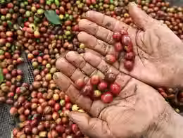 Fully riped green coffee from Indonesia
