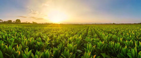 Tobacco plantage Indonesia