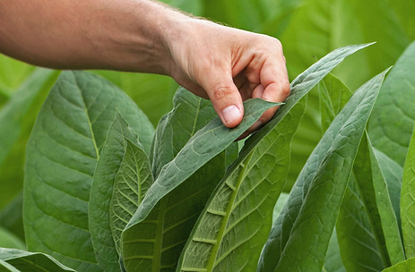 Expert checks of Indonesia tobacco for Europe distribution