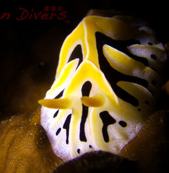 nudi yellow black white WM.jpg