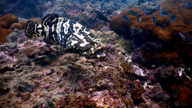 Giant Grouper