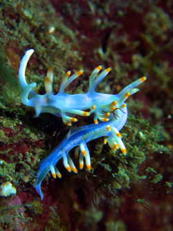 nudi blue and yellow vertical