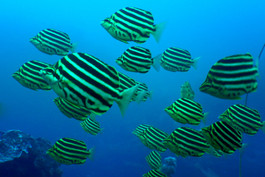 School of fish