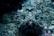 Scorpionfish