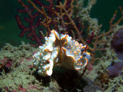 nudi white and orange