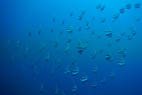 Bannerfish