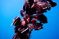 Mussels on the Line