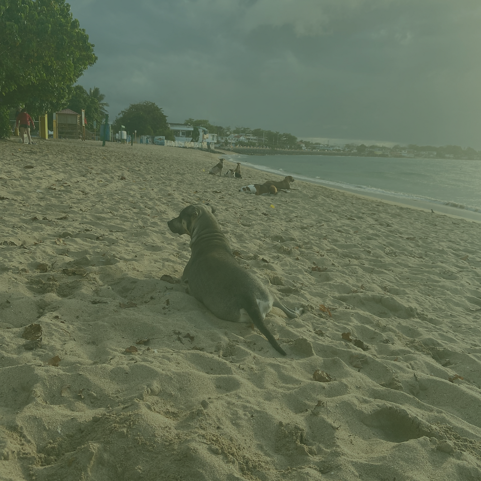 Quiet Beach in Vega Baja – Peaceful Northern Puerto Rico Escape