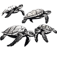 Sea Turtles Illustration – 1-on-1 Travel Consultation for Puerto Rico