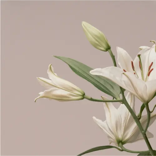 Imminence - Turn The Light On: Acoustic Reimagination