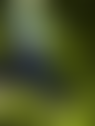 Stepping Toward Serenity