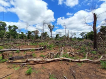 OPERACIÓN MOISÉS BERTONI EN CANINDEYÚ