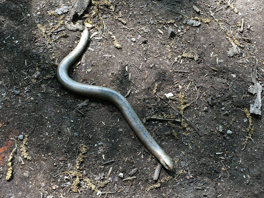 Slow Worm in nearby woods