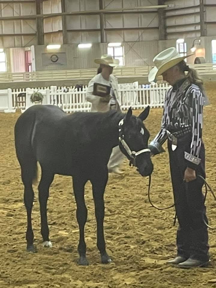 AQHA Stallion | Dial My Hotline