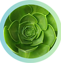 symbol of Our Services.png