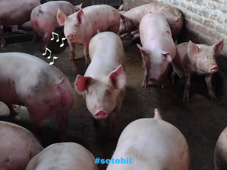 Milhar Do Porco Que Mais Sai