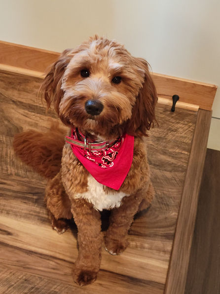 Hope Our Doodle pg.jpg