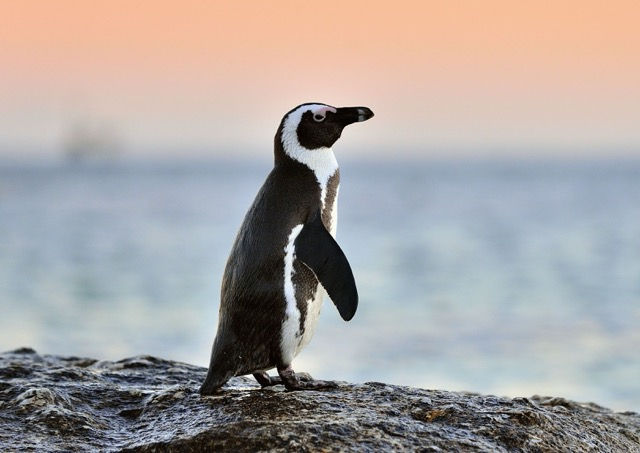 25 April_World Penguin Day