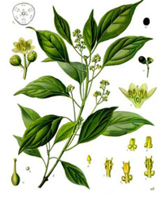 CinnamomumCamphora.jpg
