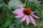 Enchinacea
