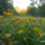 Garden Wildflowers