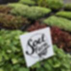 Microgreens
