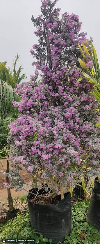 Texas Sage (லுகோபில்லம்) in Porur, Chennai