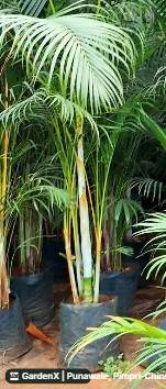 Areca Palm (అరేకా పామ్) in Punawale, Pimpri-chinchwad