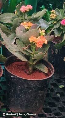 Kalanchoe (கலஞ்சோ) in Porur, Chennai
