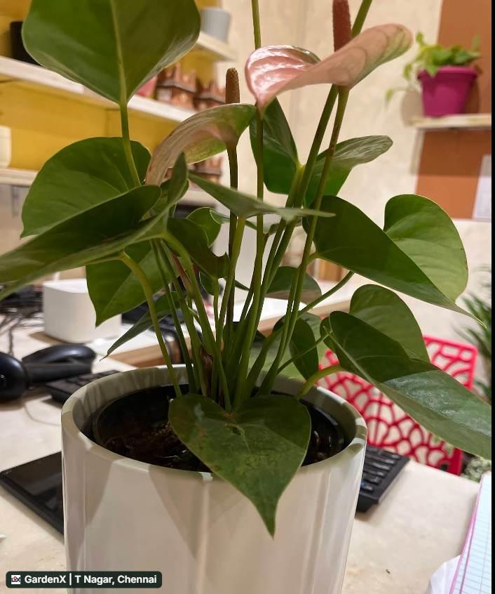 Anthurium (அந்தூரியம்) in T Nagar, Chennai