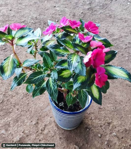 Impatiens (इम्पेशन्स) in Punawale, Pimpri-chinchwad