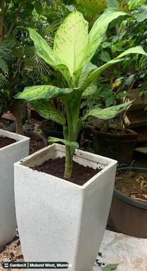 Dieffenbachia (डिफेनबैशिया) in Mulund West, Mumbai