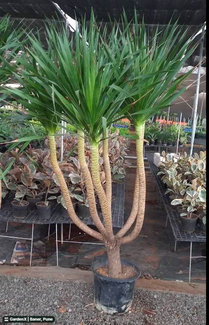 Dracaena Marginata (ड्रॅसिना मार्जिनाटा) in Baner, Pune