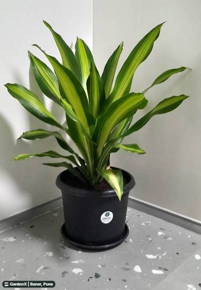 Dracaena Lemon Lime (ड्रैसेना लेमन लाइम) in Baner, Pune