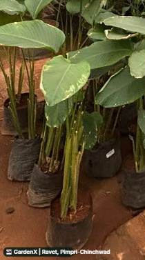 Turmeric Plant (हळद) in Ravet, Pimpri-chinchwad