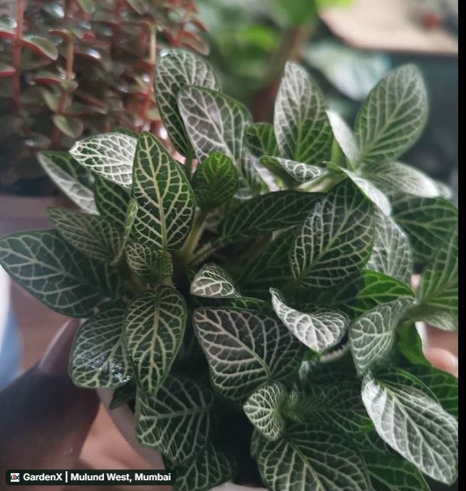 Fittonia Nerve Plant (नर्व प्लांट) in Mulund West, Mumbai
